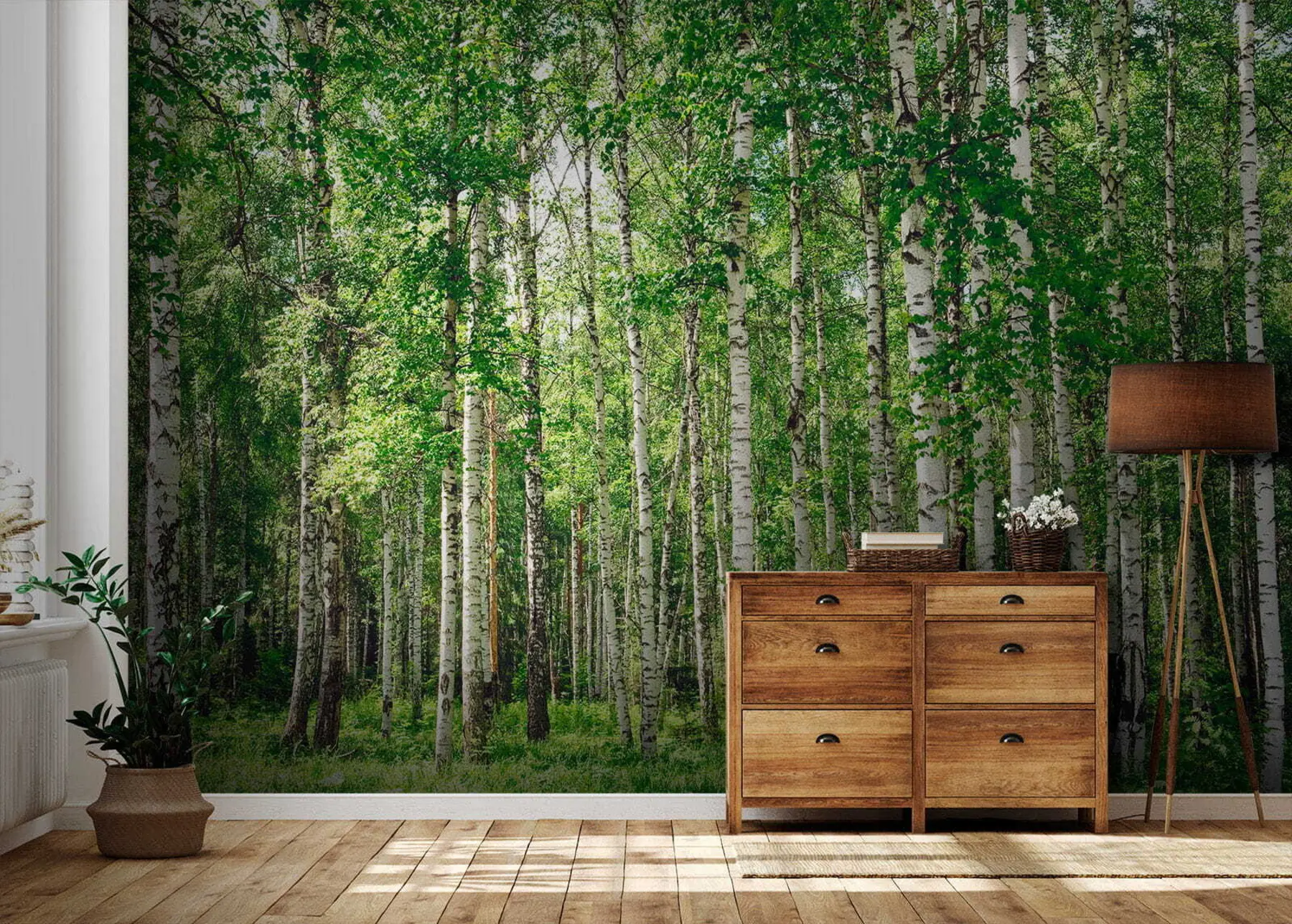 murales de pared Bosque de abedules u52530