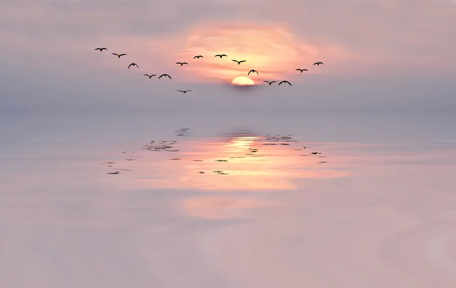 murales de pared Gaviotas al atardecer u53413