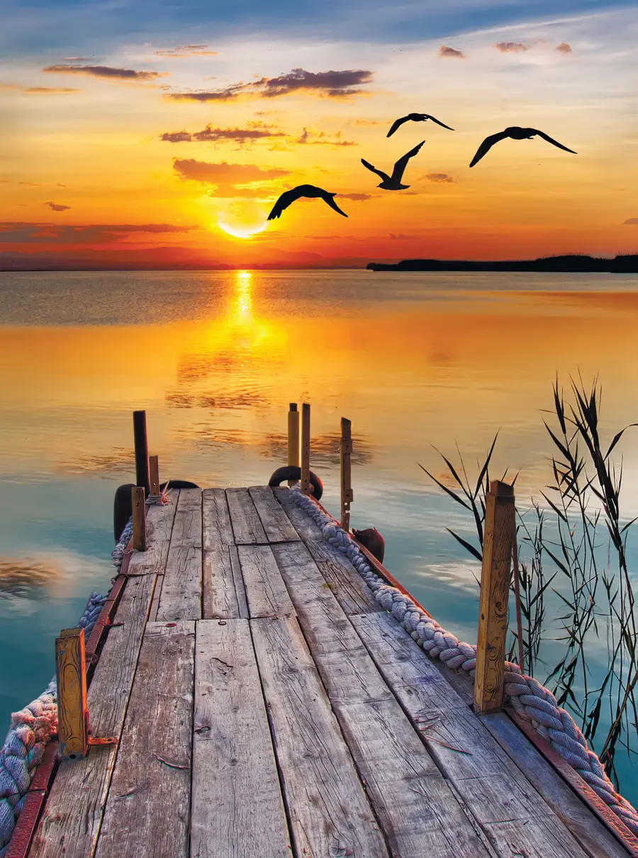 murales de pared Gaviotas y muelle u57673