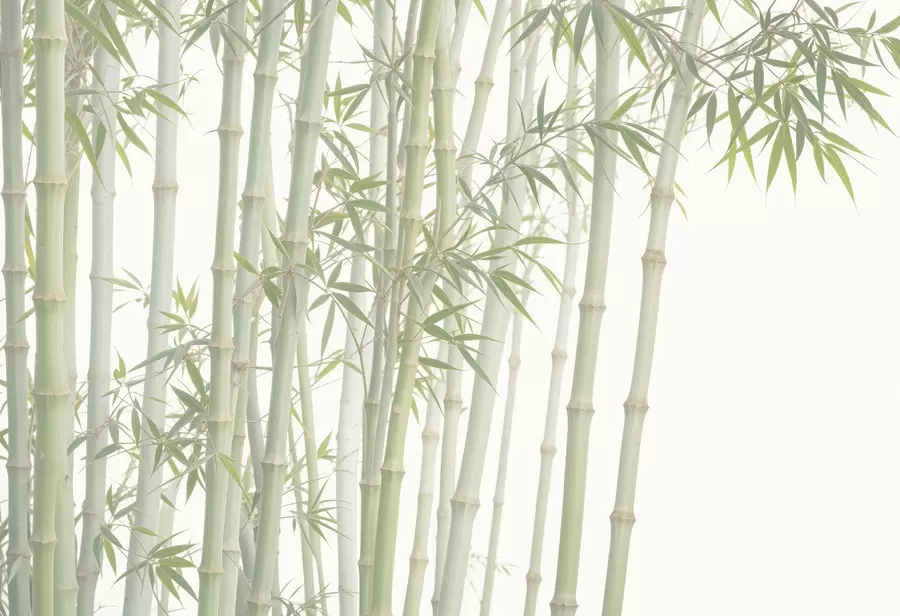 murales de pared Un denso bosque de bambú con altos tallos de bambú y hojas verdes sobre un fondo suave y brumoso. w08237