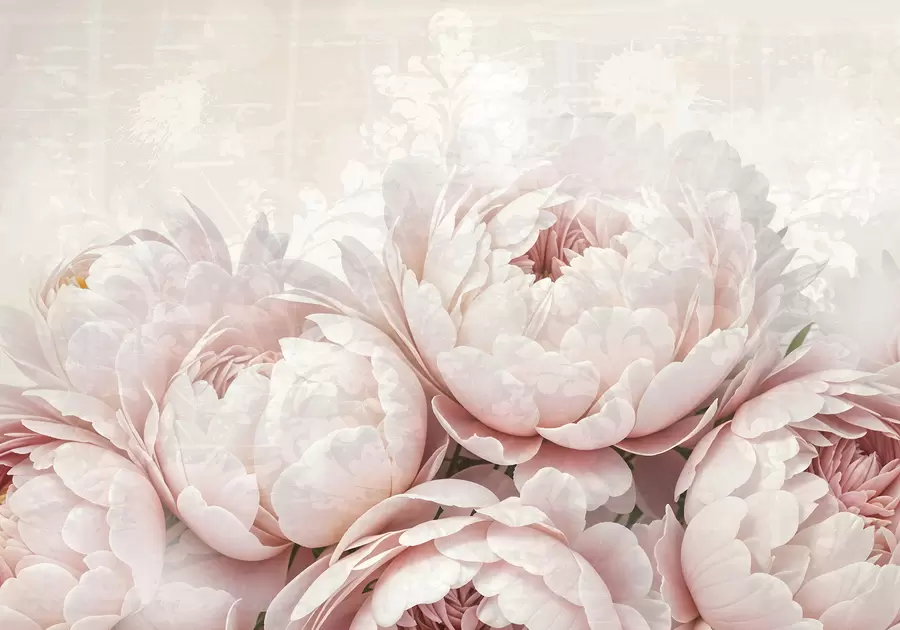 murales de pared Peonías de color rosa suave con delicados pétalos sobre un fondo vintage de textura ligera w08312