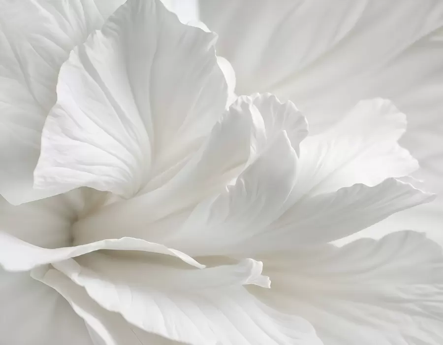 murales de pared Estampado minimalista abstracto de una delicada flor blanca con pétalos suaves y aterciopelados w08424