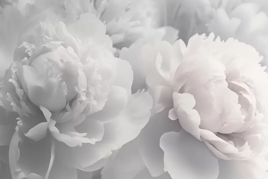 murales de pared Peonías w04336