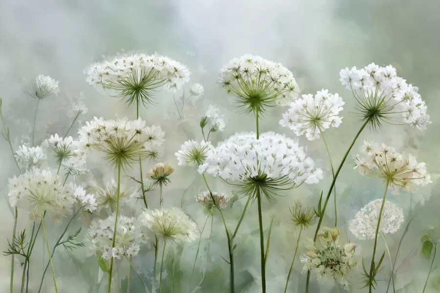 murales de pared delicadas flores silvestres blancas Reina Ana, de estilo pintoresco, tonos verdes w04313
