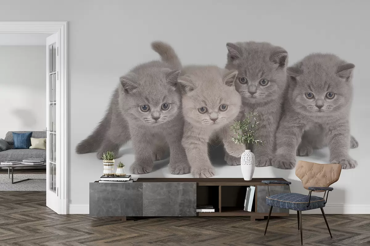 murales de pared Ojo, gato y carnívoro u55076
