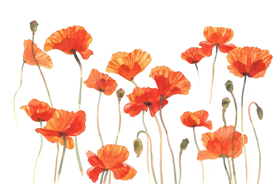 murales de pared Amapolas en acuarela sobre fondo blanco u99552